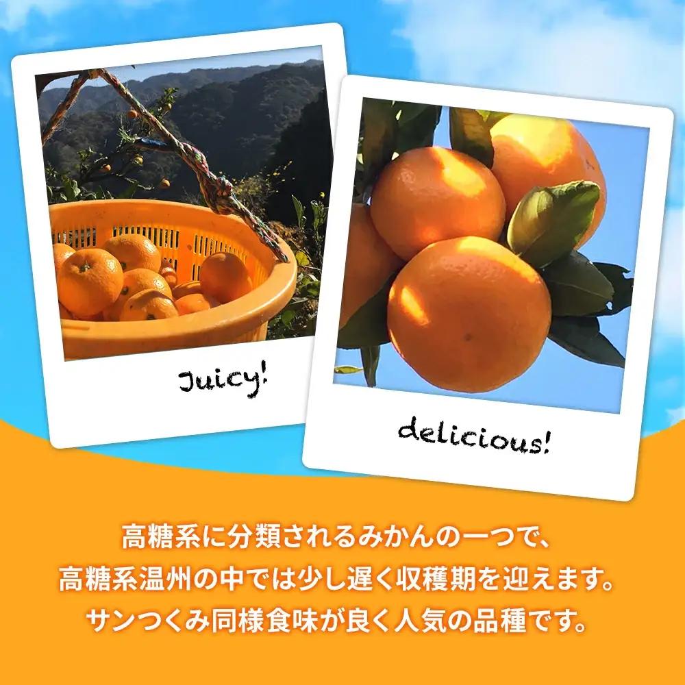 【先行予約】大村農園 温州みかん 5kg | みかん 津久見市