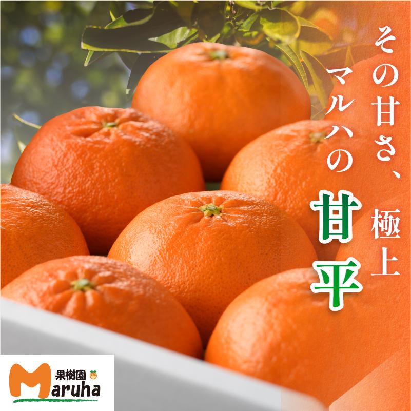 【先行予約】【数量限定！】マルハ果樹園　甘平　4L〜3L　8〜10玉　ハウス栽培　愛媛県 今治産　国産 高級フルーツ みかん 柑橘 フルーツ 果物　贈答用 かんぺい フルーツギフト 愛媛みかん 高級 美味しい フルーツ贈り物 【化粧箱付き】【1月6日から順次発送】 [K002030]