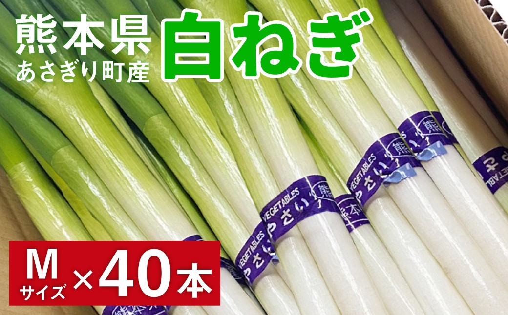 
            熊本県あさぎり町産　白ねぎ「球磨美人」Mサイズ×40本　お届け時期：2025年11月下旬より順次発送　【白葱/白ネギ/長ねぎ/長葱/長ネギ】
          