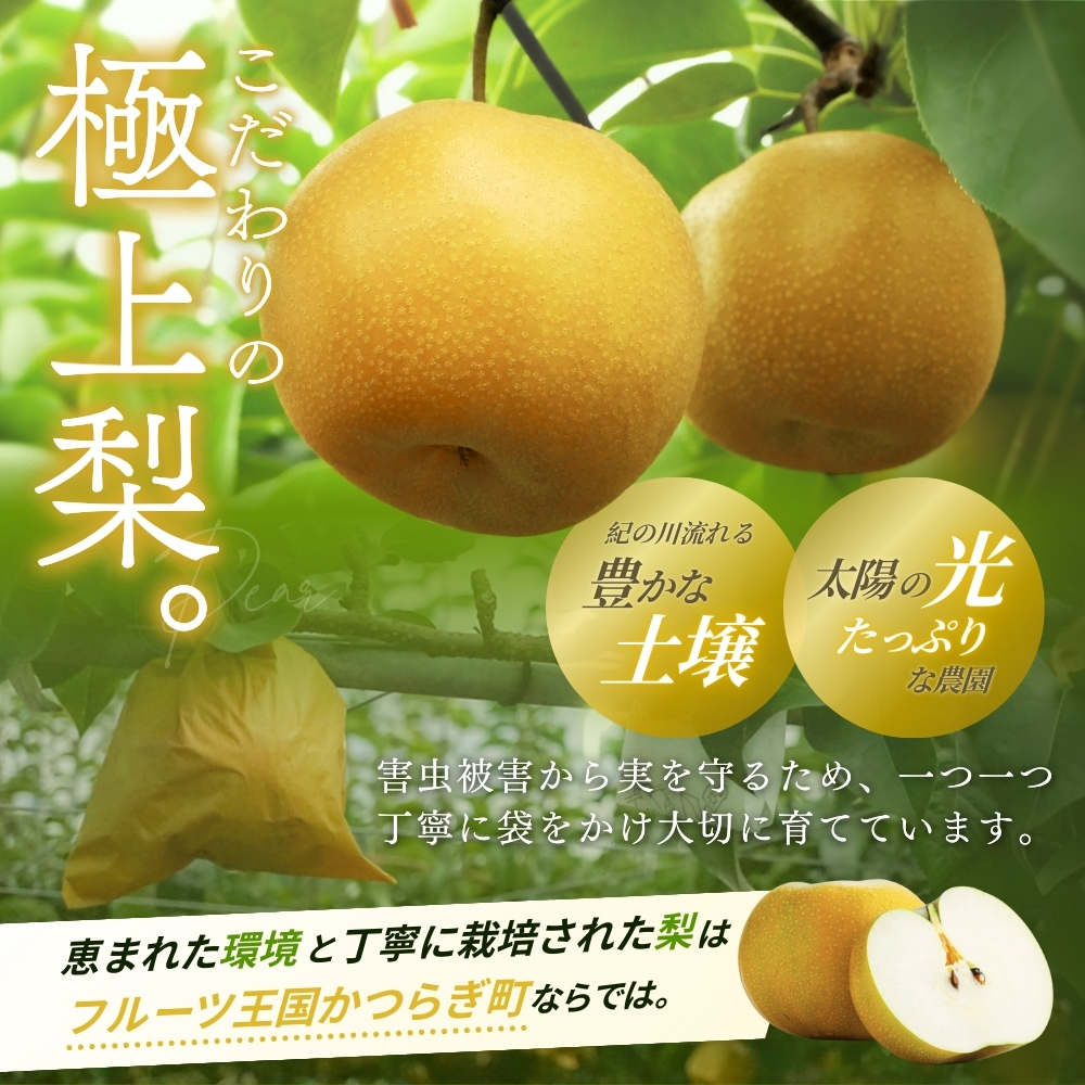 【先行予約】旬の梨(幸水ー豊水ーあきづき) 極上秀品（中玉～大玉）6～8個入り 2025年8月下旬～2025年9月下旬頃に順次発送予定（お届け日指定不可）/ 和歌山 梨 フルーツ 果物 くだもの【kg
