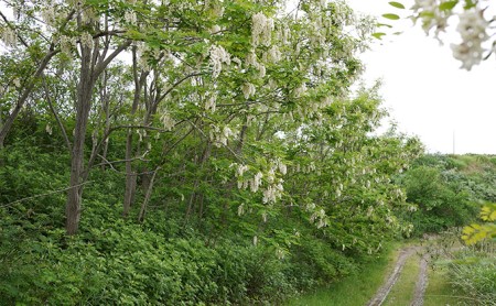 【国産純粋蜂蜜】北海道産 アカシア蜂蜜 2.5kg (500g×5本)［ナルセ養蜂場］【 はちみつ ハチミツ 蜂蜜 ハニー 無添加 天然 健康 美容 料理 無添加 純粋 希少 ギフト プレゼント セッ