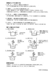 【2026年11月以降お届け】久留米の特産花卉 椿の苗木3種3本セット（椿2年生苗/高さ30cm前後）_苗木 椿 3種 セット 久留米の特産花卉 最小白花 正義 太郎冠者 産地直送 秋～春 開花 一重