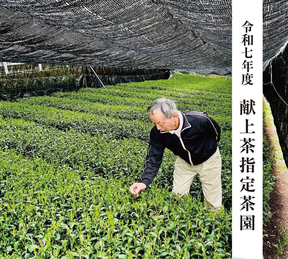 【手摘み茶】 浅蒸し さえみどり 50g 緑茶 日本茶 藤枝市 静岡県