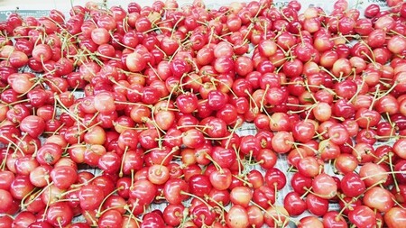 山形チェリーランドのさくらんぼ（佐藤錦）２００ｇ×２パック　ご家庭用　0075-2601