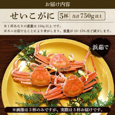ふるさと納税 越前町 地元鮮魚店厳選 ≪浜茹で≫ 越前せいこがに 5杯【11・12月発送】 |  | 03
