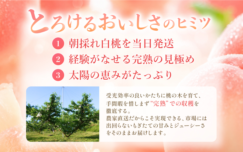 桃【2026年先行予約】完熟の岡山白桃 約1.4kg（4～6玉）ご家庭用 品種お任せ＜はなよめ、加納岩白桃、晴れ未来（早生白鳳）、白鳳、なつごころ、清水白桃、おかやま夢白桃、川中島白桃、白皇＞ご家庭用