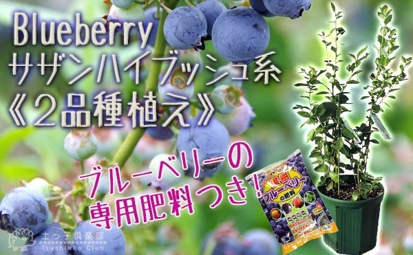 
                  ブルーベリー 『 サザンハイブッシュ系 2品種 植え 』 8号スリット鉢 【 ブルーベリーの肥料 セット！】【ブルーベリー サザンハイブッシュ系 ガーデニング 家庭菜園 園芸 初夏 夏 花壇 庭 鉢 玄関 プランター 寄せ植え  おうち時間 趣味 ベランダ 土っ子倶楽部  プレゼント ギフト 】【価格改定】
                