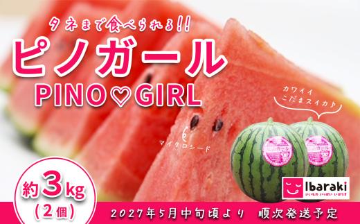 【 先行予約 】茨城県産 小玉スイカ「ピノガール」 約3kg （ 2個 ） 【 2027年5月中旬～6月中旬ごろ発送予定 】 【 小玉 スイカ 西瓜 果物 くだもの フルーツ 国産 季節限定 人気 贈り物 お取り寄せ プレゼント 厳選 デザート 】
