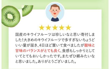 わけあり キウイ 10kg+250g（傷み補償分）扁平果 / 和歌山 家庭用 フルーツ 果物 くだもの ※2026年11月中旬より2027年4月下旬頃順次発送予定 ※北海道・沖縄・離島配送不可 【ik