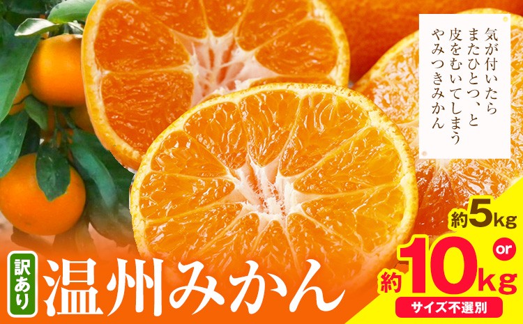 
                  日高川町産温州みかん ご家庭用 選べる 約5kg 約10kg とね農園《2026年11月中旬-12月末頃出荷》 和歌山県 日高川町 旬 新鮮 果物 柑橘 フルーツ 国産 送料無料 ミカン みかん
                
