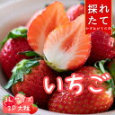 【ふるさと納税】菅谷いちご園の完熟いちご　3Lサイズ　　　18粒(約420g)×2パック【配送不可地域：離島・北海道・沖縄県・信越、北陸・東海・近畿・中国・四国・九州】【1263162】