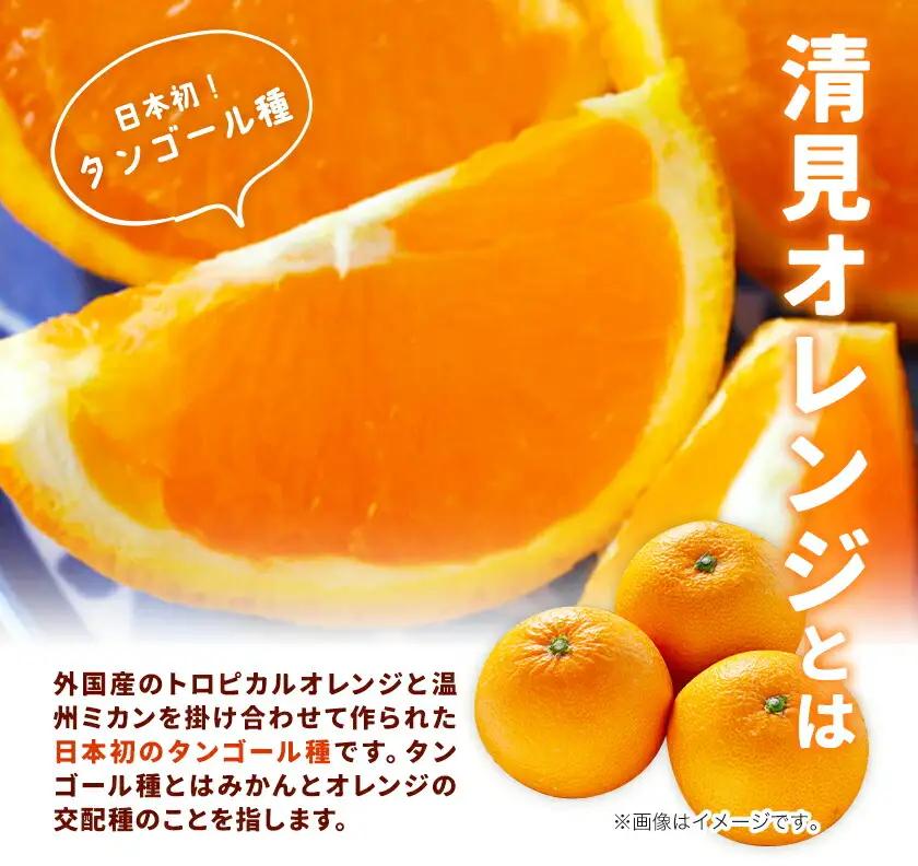 オレンジ ご家庭用 清見オレンジ約5kg