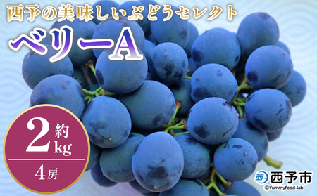 ＜西予の美味しいぶどう セレクトセット／ベリーA 約2kg＞ 果物 くだもの フルーツ ぶどう 葡萄 ブドウ セット 野菜ソムリエ 食べて応援 特産品 産地直送 西予ぶどう倶楽部 愛媛県 西予市【冷蔵】『8月下旬から9月上旬迄に順次出荷予定』OMC0003