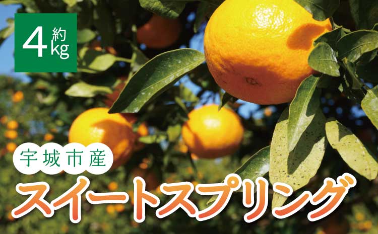 先行予約 スイートスプリング  約4kg (20玉前後)【2026年12月上旬から2027年1月下旬発送予定】フルーツ 果物 くだもの 熊本県産 九州産 国産 送料無料 ひでみかん