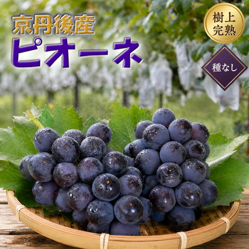 【ふるさと納税】【先行予約】樹上完熟種無しピオーネ1.2kg（2～3房）（2026年9月上旬～発送） ふるさと納税 ぶどう ブドウ 葡萄 ふるさと納税 先行予約 ふるさと納税 フルーツ くだもの 果物 ぴおーね ぶどう 新鮮 甘い 生産者応援 農家応援 送料無料