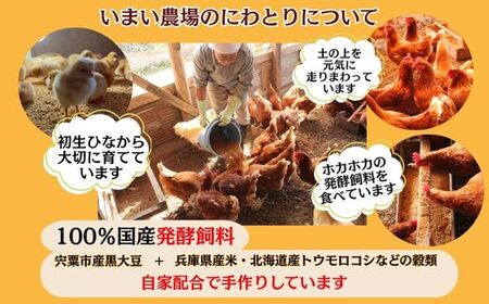 BQ6　いまい農場の 平飼い 有精卵 定期便（3か月） 合計60個（20個×3回）【 定期 3か月 複数回 赤玉 たまご タマゴ 玉子 平飼い 国産 こだわり 受賞 兵庫県 宍粟市 しそうし 】