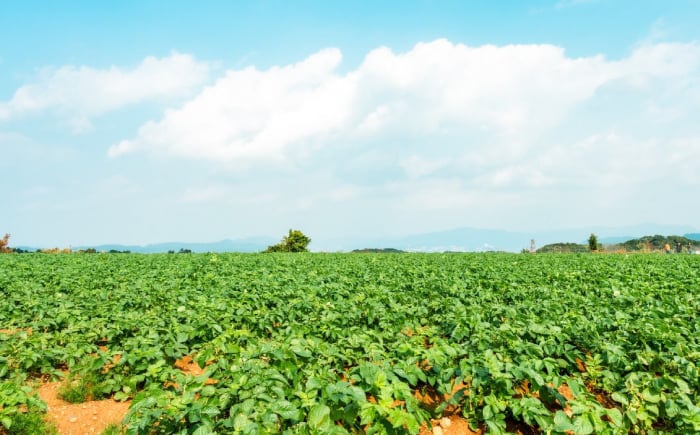 長崎 西海 じゃがいも