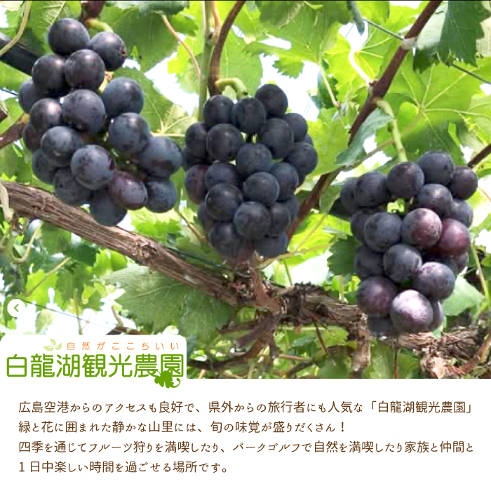 【白龍湖観光農園】《土日祝限定》ぶどう狩り体験チケット おとな2名 果物 くだもの フルーツ 202003	