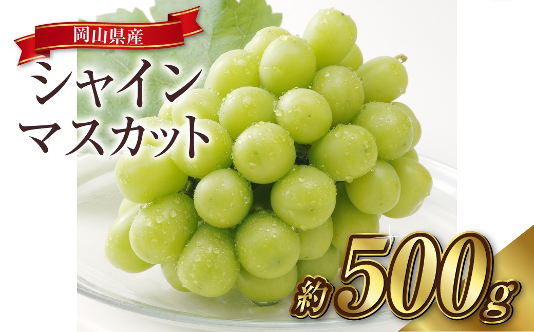 
                  シャインマスカット 1房（約500g）果物 ぶどう フルーツ デザート スイーツ 高糖度 甘い 種なし 大粒 人気 皮ごと【2027年8月下旬～9月下旬発送予定】
                