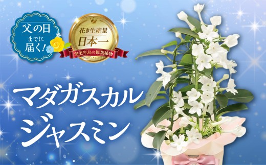 《父の日までにお届け》マダガスカルジャスミン 花 花 鉢植え 鉢 鉢花 花 観葉植物 植物 4号鉢 人気 おしゃれ かわいい 父の日 プレゼント 贈り物 贈答 ギフト 夏 フラワーギフト 父 ありがとう お父さん 父親 記念日