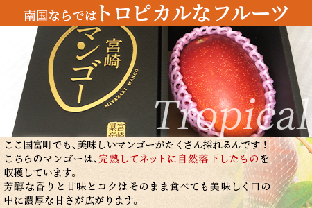 期間限定！＜宮崎特産！国富町産の完熟マンゴー 1玉（2L）＞2026年3月下旬～6月下旬迄に順次出荷