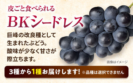 【2026年8月中旬より順次発送予定】シャインマスカット2房・ぶどう1房 約1.5kg /シャインマスカット しゃいんますかっと マスカット ますかっと ブドウ ぶどう 葡萄 フルーツ ふるーつ 果物