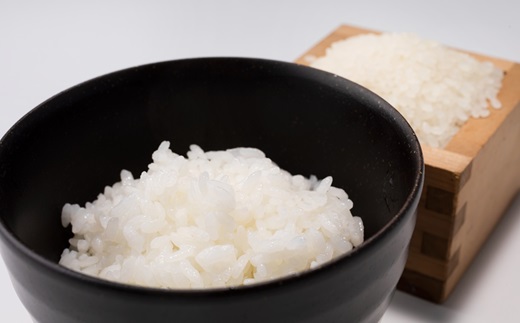【12カ月定期便】 京丹波こしひかり きぬひかり 食べ比べセット 10kg×12カ月連続 合計120kg 令和7年産 京都 米 精米 コシヒカリ ※北海道・東北・沖縄・その他離島は配送不可 [216M
