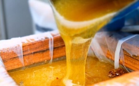 ハニーベル 恋するはちみつ「もちの木プレミアム 500g×2本」 国産天然純はちみつ スタンド式ボトル