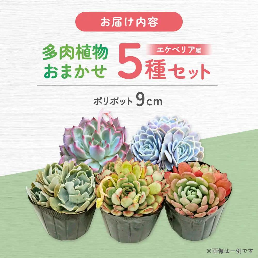 多肉植物 9センチポット 大型苗 デカベリア エケベリア おまかせ 5種セット  【mucca】[ATHD003]