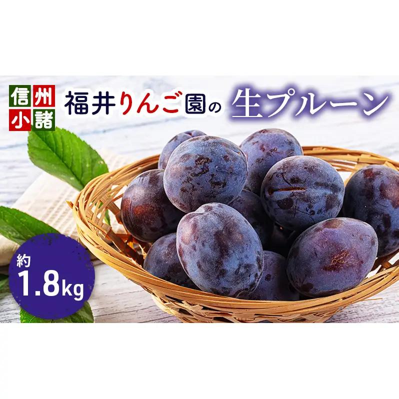 プルーン 福井りんご園 生プルーン 約1.8kg プルーン