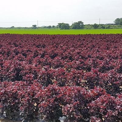 ふるさと納税 登米市 赤しそジュースキットSHISON(煮出し用乾燥赤紫蘇/クエン酸付き)500ml原液用 |  | 02