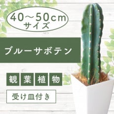 【観葉植物】ブルーサボテン 6号 陶器鉢(Green Base)