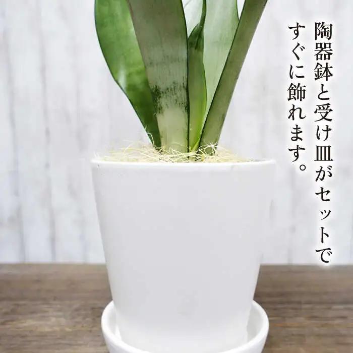 マイナスイオン発生植物『 サンスベリア ・ ムーンシャイン 』  糸島市  / cocoha [AWB024] 観葉植物 インテリア