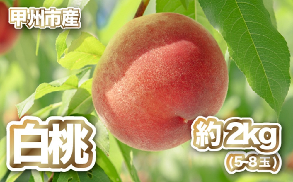 
                  【産直 甲州市 白桃 約2kg】50年以上受継ぐ目利き力！【2026年発送】（PJ）B15-166 【白桃 桃 もも モモ 令和8年発送 期間限定 山梨県産 甲州市 フルーツ 果物】
                