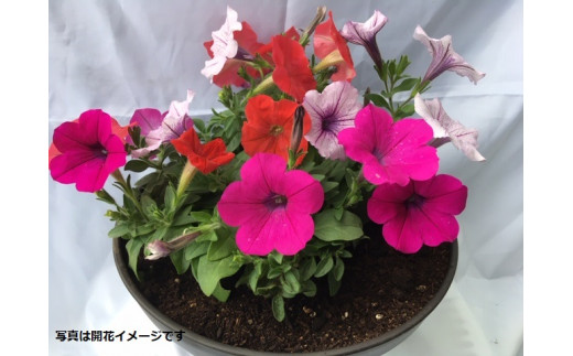 
伊川谷町産の季節の花壇苗「生産者おまかせセット」
