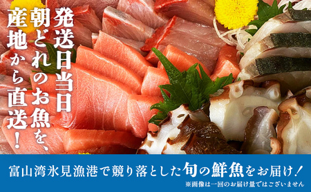 【9月配送開始】〈配送地域限定〉 産地直送 氷見漁港 朝どれ鮮魚お刺身セット定期便3ヶ月連続配達指定なし