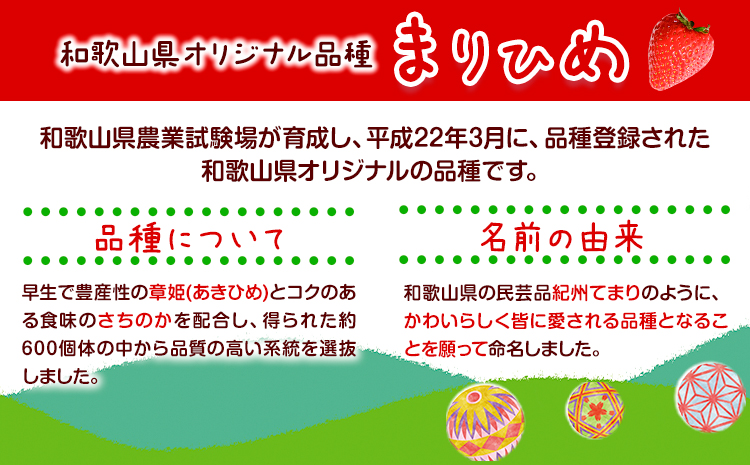 いちご まりひめ 約500g (250g×2パック) お試し パック 苺 イチゴ 紀の里農業協同組合《2026年2月中旬-3月末頃出荷》 和歌山県 紀の川市 青果物 果物 くだもの フルーツ スイーツ
