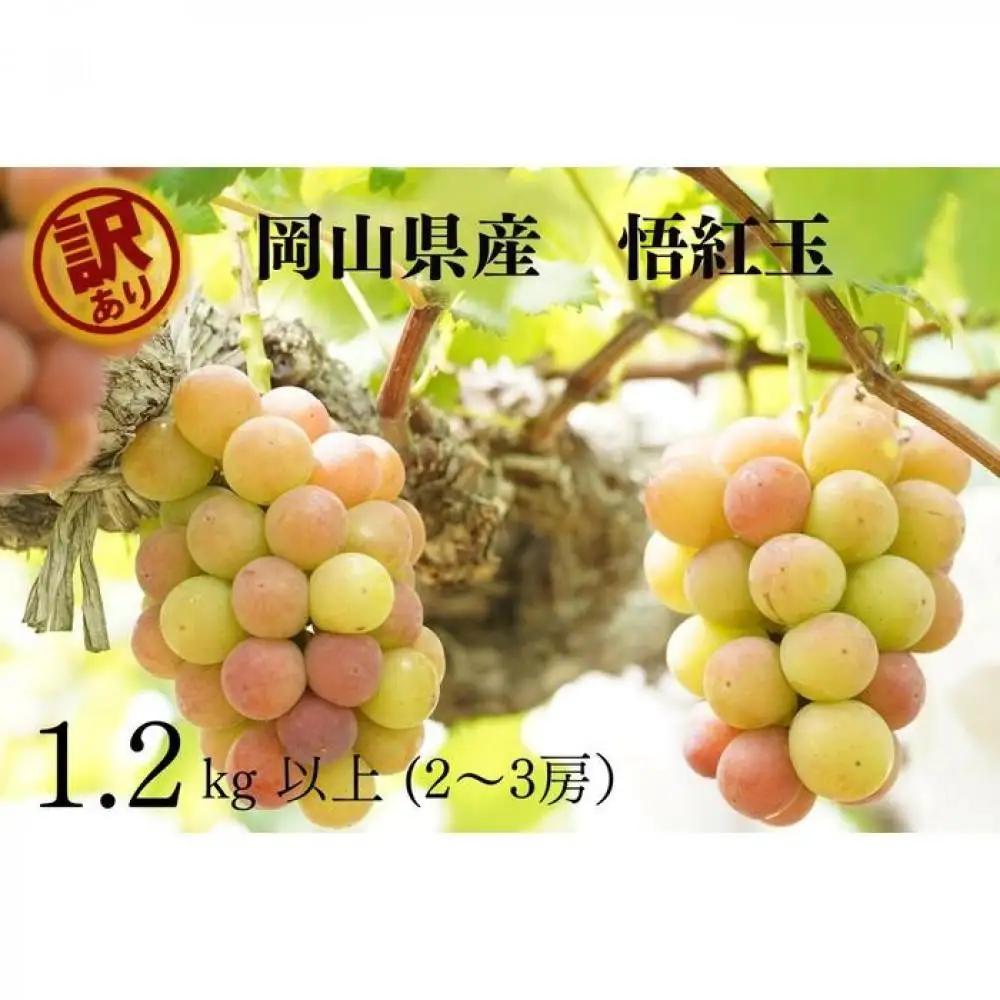 家庭用 悟紅玉  旧ゴルビー　2～3房 合計1.2kg以上 産地直送 朝採れ ぶどう 葡萄 岡山 Kawahara Green Farm 2026年 | ぶどう