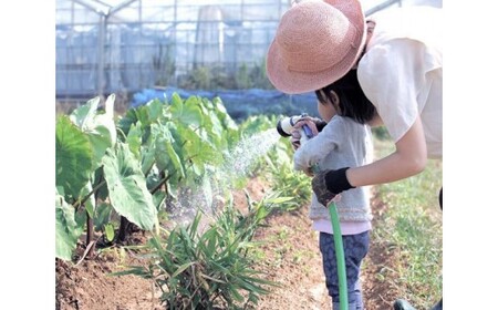 【渥美半島より新鮮野菜をお届けします】　旬彩野菜バスケットL　約6kg ／ 季節野菜 採れたて 露地栽培 旬 愛知県 特産品 産地直送 田原市 渥美半島