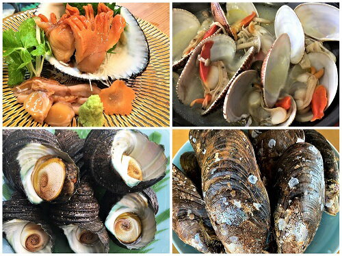 【ふるさと納税】★自宅de貝づくし★赤貝・ヒメ貝・べっぴんさざえ・瀬戸貝★周防大島の冬の貝4種詰め合わせ！【先行受付開始！2026年2月7日以降のお届け】