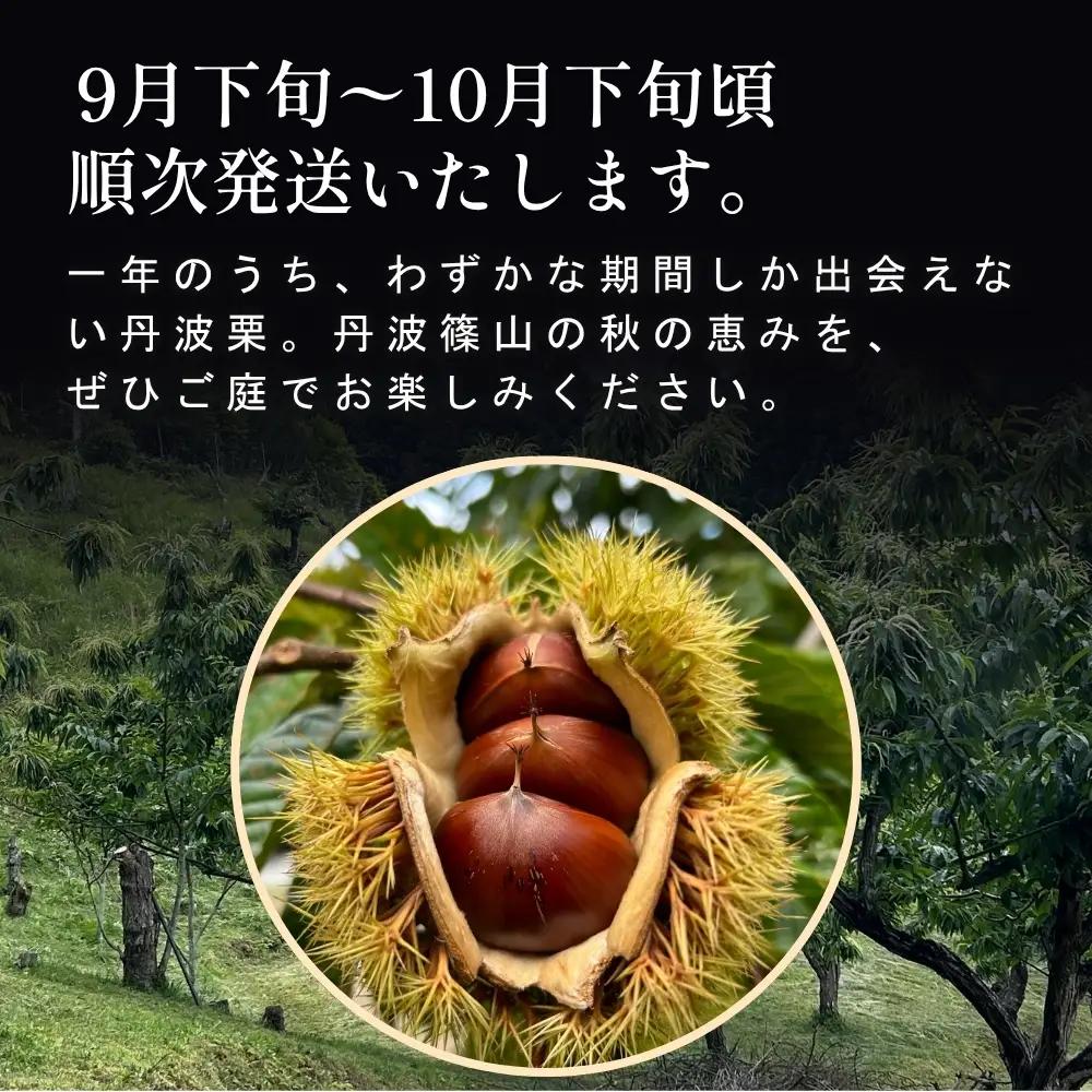 丹波栗 500g お試し 品評会受賞 栗