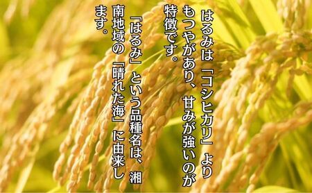 米 2年連続特Aランク 米 湘南生まれ 【 はるみ 】 5kg 令和6年度産新米 10月以降順次発送 お米 白米 新米 精米 はるみ ブランド米 特A 神奈川 藤沢