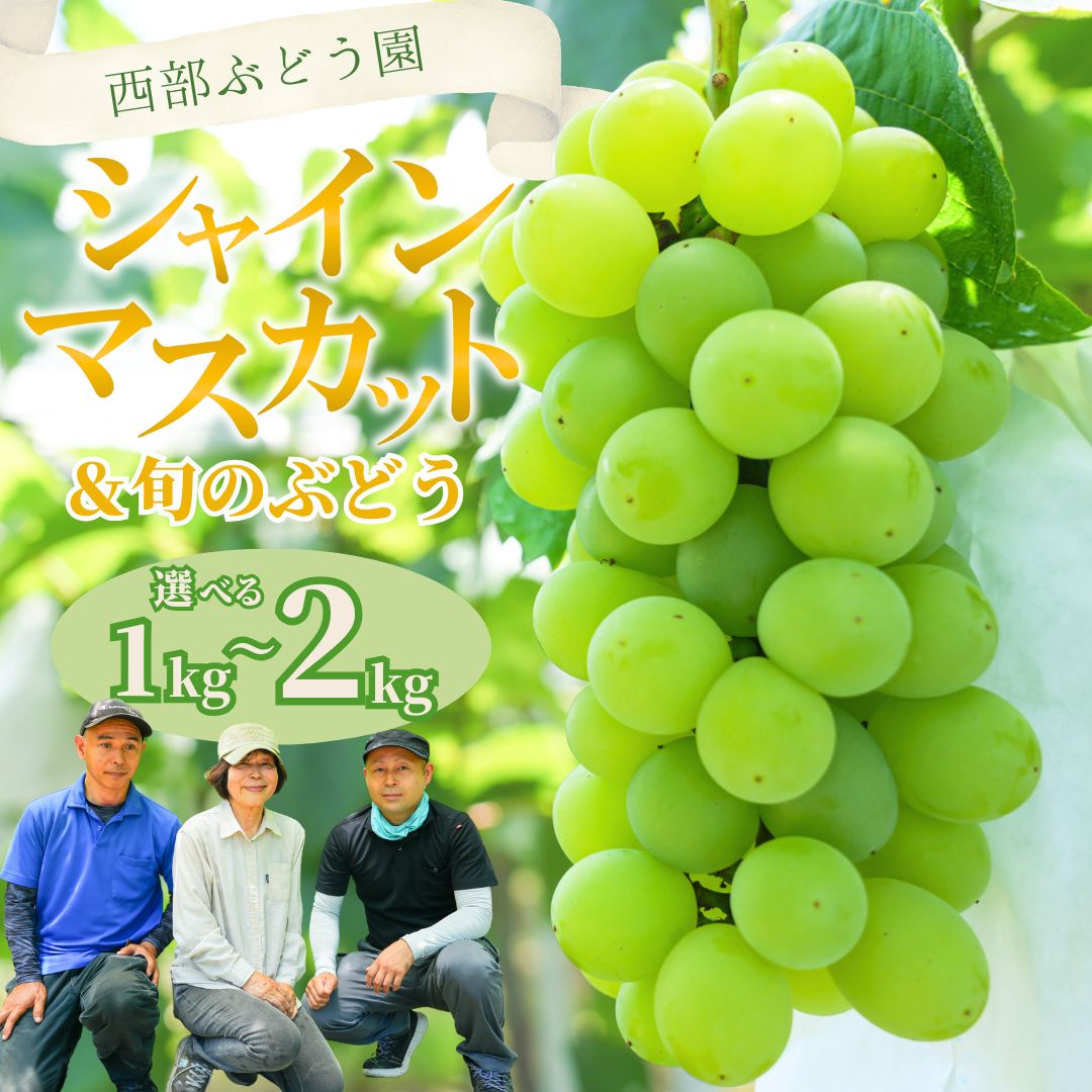 【ふるさと納税】【選べる内容量！】西部ぶどう園 シャインマスカットと旬のぶどうセット 1~2kg 葡萄 ぶどう ブドウ シャインマスカット フルーツ 果物 数量限定 ※沖縄・離島への配送不可 ※2025年8月下旬～10月下旬頃に順次発送予定