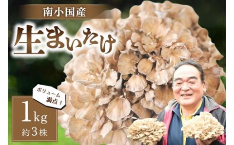 【熊本県阿蘇・南小国産】うまみ＆栄養が自慢♪の生まいたけ１ｋｇ（約３株）