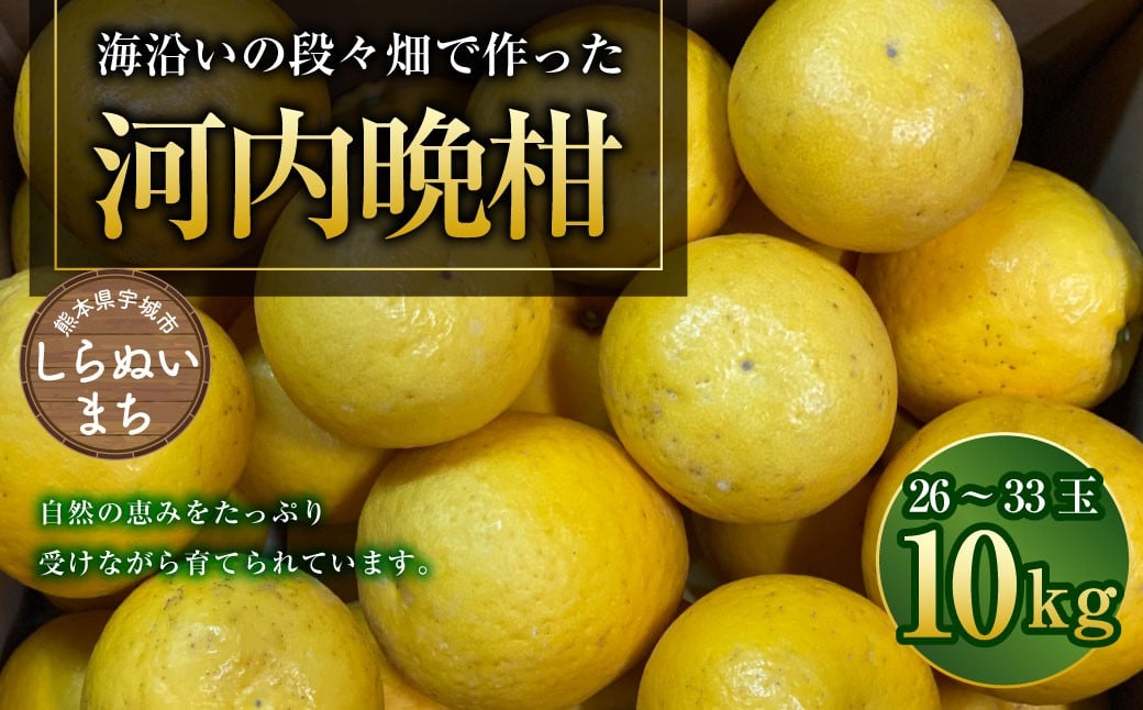 
            熊本県宇城市不知火町の海沿いの段々畑で作った「河内晩柑」約10kg（26-33玉） 晩柑 ばんかん 柑橘 くだもの 果物 フルーツ 【2026年4月下旬発送開始】
          