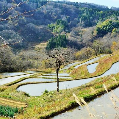 ふるさと納税 上越市 永田農法米コシヒカリ　令和6年産　5kg×1袋 |  | 03