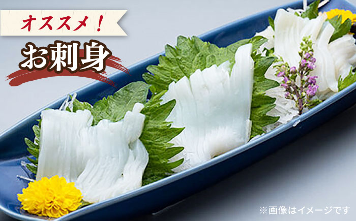 剣先イカ 750g(約6～8本) セット【丸徳水産】《対馬市》鮮度抜群 新鮮 ケンサキイカ シロイカ 下処理済 刺身 BBQ 惣菜 天ぷら フライ 海鮮 [WAE012]