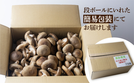 先行予約【期間限定】（2026年11月から順次発送）訳あり 不揃い【期間限定】（2025年11月から順次発送）菌床生椎茸　詰め合わせ 2kg（大・小・形 混合）生椎茸 規格外 訳アリ 【71-6】