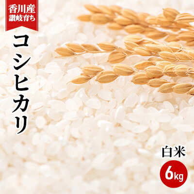 【ふるさと納税】令和7年 香川県産「コシヒカリ」 6kg 讃岐育ち 精米 お米 こしひかり おこめ 白米　 　お届け：2025年9月上旬より順次お届け開始