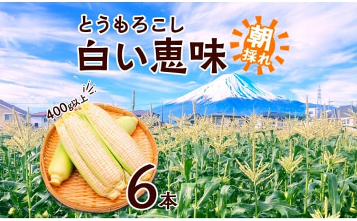 
            【2026年先行予約】とうもろこし 白い恵味 ホワイト 400g以上×6本 計2.4kg以上 高糖度 トウモロコシ スイートコーン 玉蜀黍 白 夏野菜 ジューシー 野菜 おやつ 甘い 旬 産地直送 送料無料 湖南野菜出荷組合 山梨県 富士河口湖町
          